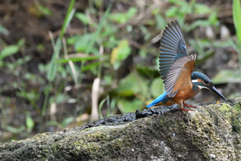 トリミング 2020/7月 SIGMA150-600C+D500 600mm F6.3 ss1/1000 ISO4000 AF-C シングル