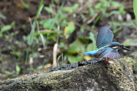 トリミング 2020/7月 SIGMA150-600C+D500 600mm F6.3 ss1/1000 ISO4000 AF-C シングル