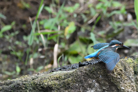 トリミング 2020/7月 SIGMA150-600C+D500 600mm F6.3 ss1/1000 ISO4000 AF-C シングル