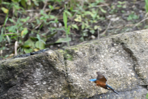 2020/7月 SIGMA150-600C+D500 600mm F6.3 ss1/1000 ISO4000 AF-C シングル