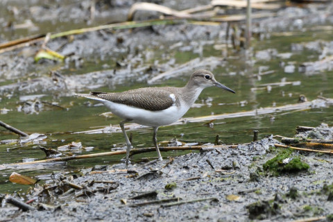 トリミング 2020/7月 SIGMA150-600C+D500 600mm F6.3 ss1/1000 ISO2500