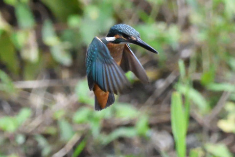 トリミング 2020/7月 SIGMA150-600C+D500 600mm F6.3 ss1/1250 ISO4000 AF-C シングル