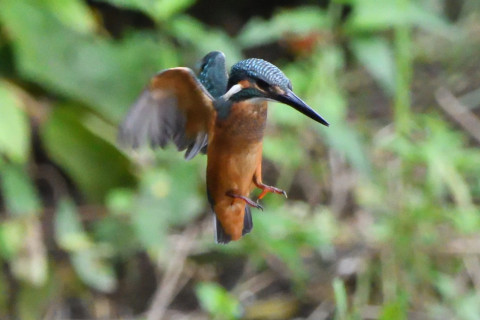 トリミング 2020/7月 SIGMA150-600C+D500 600mm F6.3 ss1/1250 ISO4000 AF-C シングル