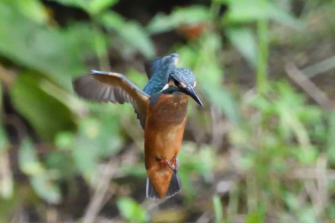 トリミング 2020/7月 SIGMA150-600C+D500 600mm F6.3 ss1/1250 ISO4000 AF-C シングル