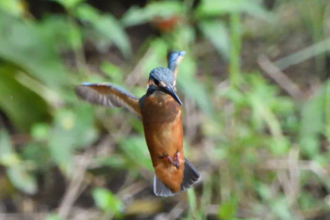 トリミング 2020/7月 SIGMA150-600C+D500 600mm F6.3 ss1/1250 ISO4000 AF-C シングル