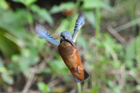 トリミング 2020/7月 SIGMA150-600C+D500 600mm F6.3 ss1/1250 ISO4000 AF-C シングル