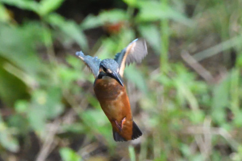 トリミング 2020/7月 SIGMA150-600C+D500 600mm F6.3 ss1/1250 ISO4000 AF-C シングル