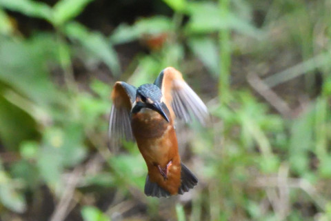 トリミング 2020/7月 SIGMA150-600C+D500 600mm F6.3 ss1/1250 ISO4000 AF-C シングル