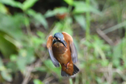 トリミング 2020/7月 SIGMA150-600C+D500 600mm F6.3 ss1/1250 ISO4000 AF-C シングル