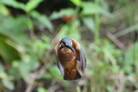 トリミング 2020/7月 SIGMA150-600C+D500 600mm F6.3 ss1/1250 ISO4000 AF-C シングル