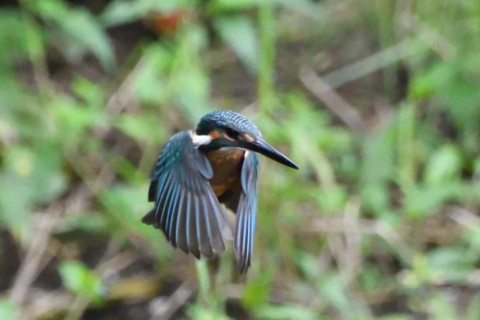 トリミング 2020/7月 SIGMA150-600C+D500 600mm F6.3 ss1/1250 ISO4000 AF-C シングル