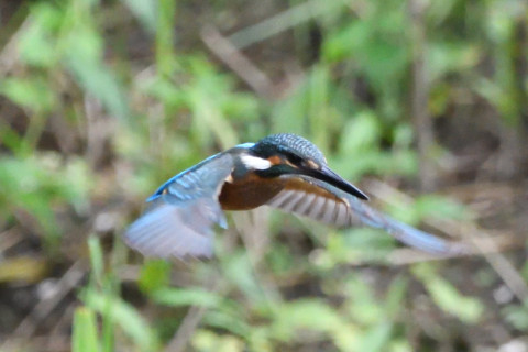 トリミング 2020/7月 SIGMA150-600C+D500 600mm F6.3 ss1/1250 ISO4000 AF-C シングル