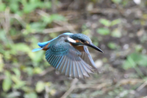 トリミング 2020/7月 SIGMA150-600C+D500 600mm F6.3 ss1/1250 ISO4000 AF-C シングル