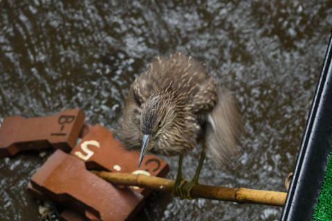 2020/7月 SIGMA150-600C+D500 150mm F6.3 ss1/40 ISO250 AF-C シングル