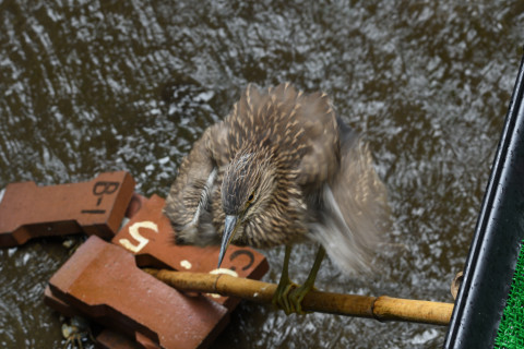2020/7月 SIGMA150-600C+D500 150mm F6.3 ss1/40 ISO250 AF-C シングル