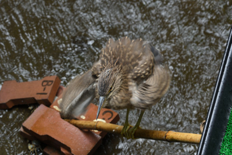 2020/7月 SIGMA150-600C+D500 150mm F6.3 ss1/40 ISO250 AF-C シングル