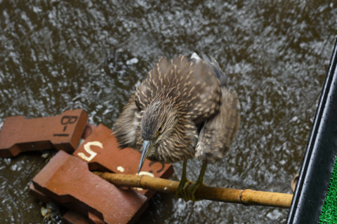 2020/7月 SIGMA150-600C+D500 150mm F6.3 ss1/40 ISO250 AF-C シングル