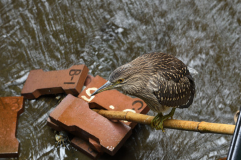 2020/7月 SIGMA150-600C+D500 150mm F6.3 ss1/40 ISO100