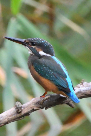 トリミング 2020/7月 SIGMA150-600C+D500 600mm F8 ss1/1250 ISO4000