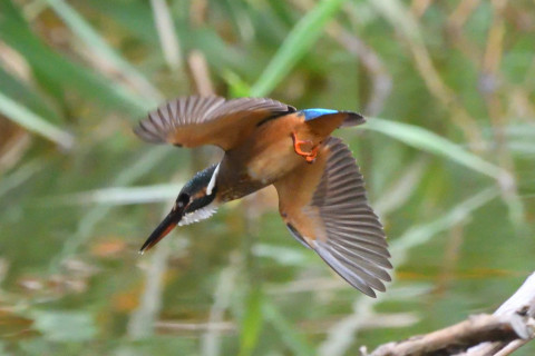 トリミング 2020/7月 SIGMA150-600C+D500 600mm F7.1 ss1/1250 ISO4000 AF-C シングル