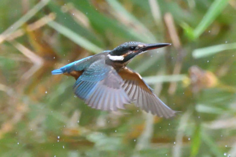 トリミング 2020/7月 SIGMA150-600C+D500 600mm F7.1 ss1/1250 ISO4000 AF-C シングル