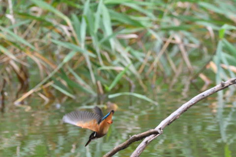 トリミング 2020/7月 SIGMA150-600C+D500 600mm F7.1 ss1/1250 ISO3200 AF-C シングル