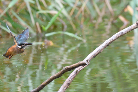トリミング 2020/7月 SIGMA150-600C+D500 600mm F7.1 ss1/1250 ISO4000 AF-C シングル
