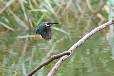 トリミング 2020/7月 SIGMA150-600C+D500 600mm F7.1 ss1/1250 ISO4000 AF-C シングル