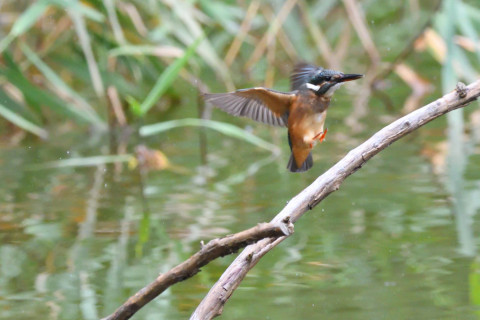 トリミング 2020/7月 SIGMA150-600C+D500 600mm F7.1 ss1/1250 ISO4000 AF-C シングル