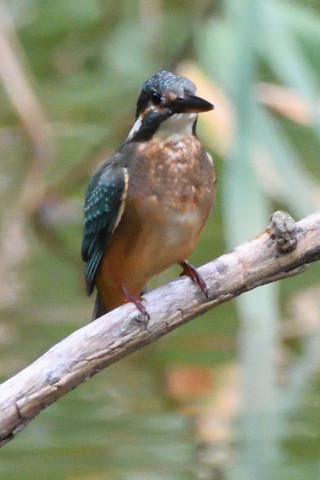 トリミング 2020/7月 SIGMA150-600C+D500 600mm F7.1 ss1/1250 ISO3600