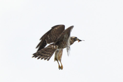 トリミング 2020/8月 SIGMA150-600C+D500 600mm F8 ss1/1250 ISO450 AF-C シングル