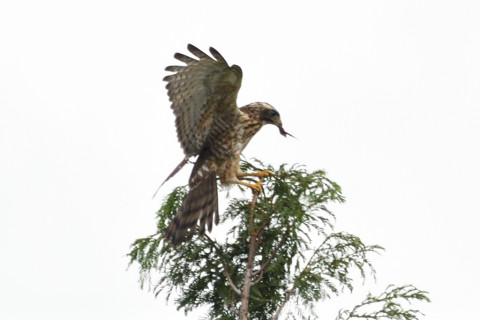 トリミング 2020/8月 SIGMA150-600C+D500 600mm F8 ss1/1250 ISO450 AF-C シングル