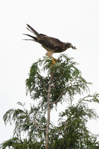 トリミング 2020/8月 SIGMA150-600C+D500 600mm F8 ss1/1250 ISO400 AF-C シングル