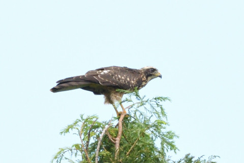 トリミング 2020/8月 SIGMA150-600C+D500 600mm F8 ss1/1250 ISO1100