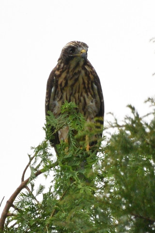 トリミング 2020/8月 SIGMA150-600C+D500 600mm F8 ss1/1250 ISO250