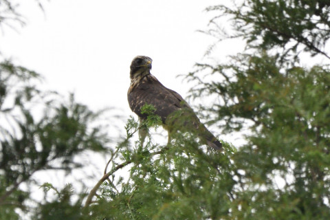 トリミング 2020/8月 SIGMA150-600C+D500 600mm F8 ss1/1250 ISO160