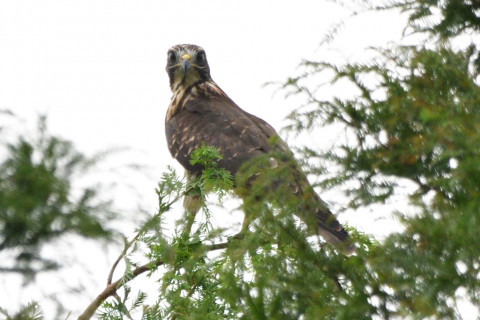 トリミング 2020/8月 SIGMA150-600C+D500 600mm F8 ss1/1250 ISO320