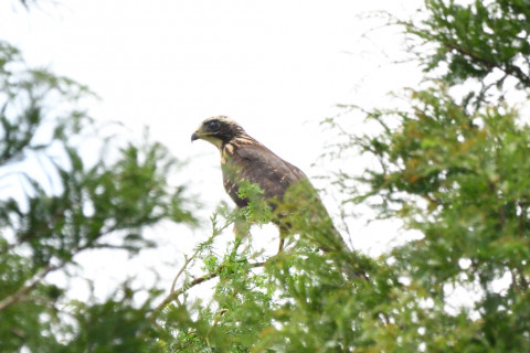 トリミング 2020/8月 SIGMA150-600C+D500 600mm F8 ss1/1250 ISO900