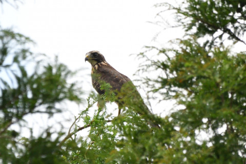 トリミング 2020/8月 SIGMA150-600C+D500 600mm F8 ss1/1250 ISO560