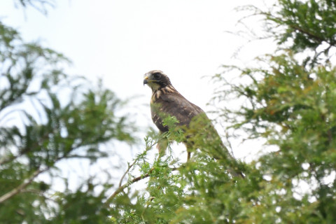 トリミング 2020/8月 SIGMA150-600C+D500 600mm F8 ss1/1250 ISO1000