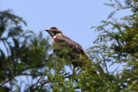 トリミング 2020/8月 SIGMA150-600C+D500 600mm F8 ss1/320 ISO100