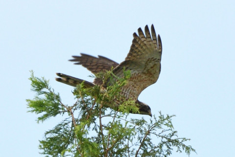 トリミング 2020/8月 SIGMA150-600C+D500 600mm F8 ss1/1250 ISO320 AF-C シングル