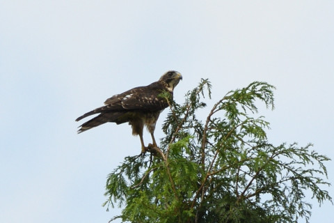 トリミング 2020/8月 SIGMA150-600C+D500 600mm F8 ss1/1250 ISO140