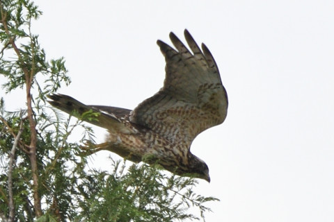 トリミング 2020/8月 SIGMA150-600C+D500 600mm F8 ss1/1250 ISO180 AF-C シングル