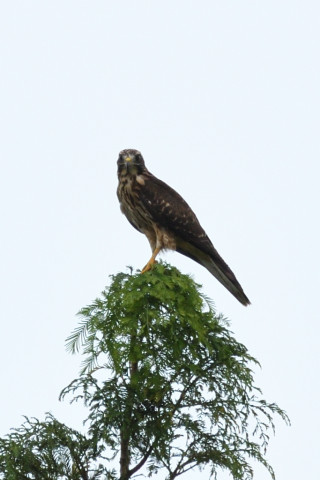 トリミング 2020/8月 SIGMA150-600C+D500 600mm F8 ss1/1250 ISO450