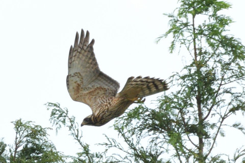トリミング 2020/8月 SIGMA150-600C+D500 600mm F8 ss1/1600 ISO800 AF-C シングル