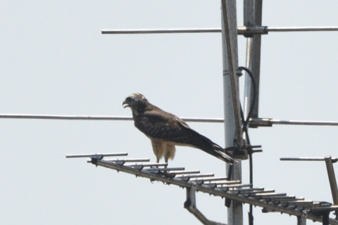 トリミング 2020/8月 SIGMA150-600C+D500 600mm F8 ss1/2000 ISO200