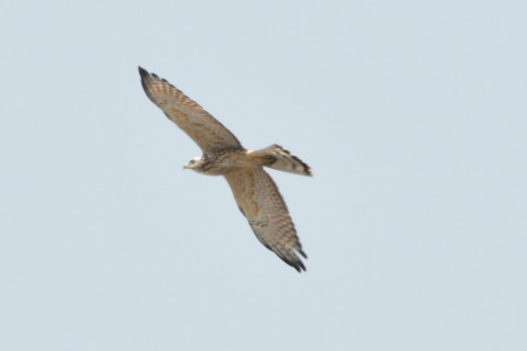 トリミング 2020/8月 SIGMA150-600C+D500 600mm F8 ss1/1250 ISO720 AF-C シングル