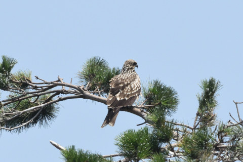トリミング 2020/8月 SIGMA150-600C+D500 440mm F8 ss1/1250 ISO1250 AF-C シングル