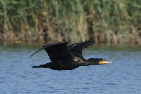トリミング 2020/8月 SIGMA150-600C+D500 600mm F8 ss1/800 ISO250 MF